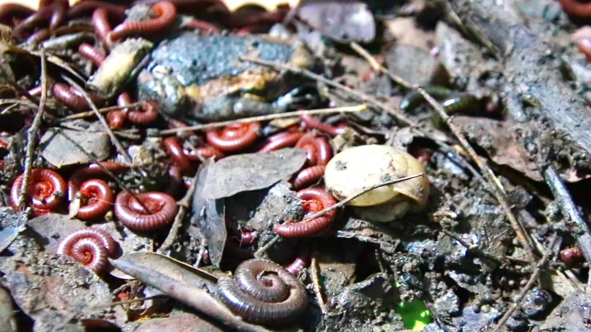 Video thumbnail for Snail wark eat soil, red worm here