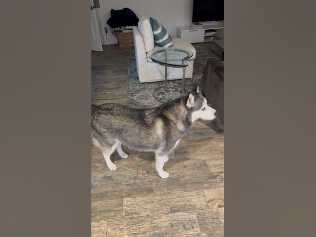 Video thumbnail for IMG 0087