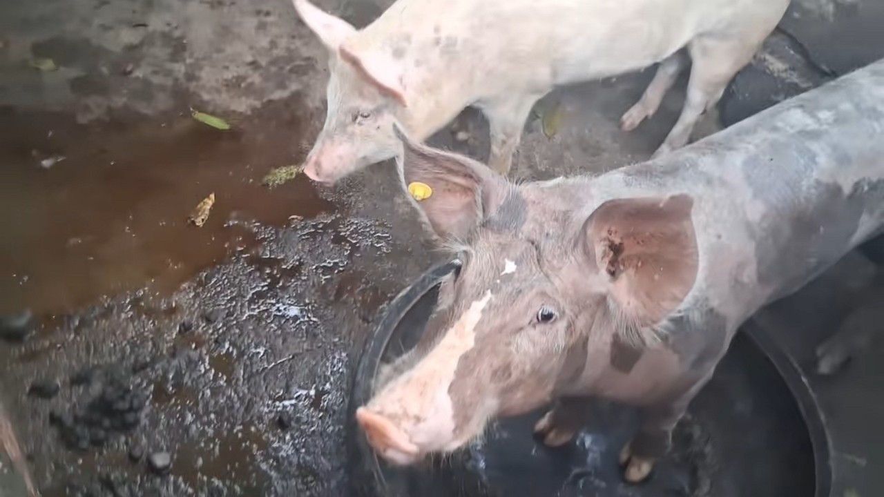 Video thumbnail for Hungry Pigs Wait Patiently for Dinner