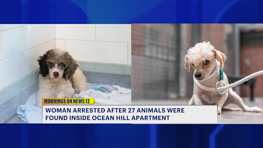 Video thumbnail for 45-year-old woman charged after 27 animals removed from Ocean Hill apartment