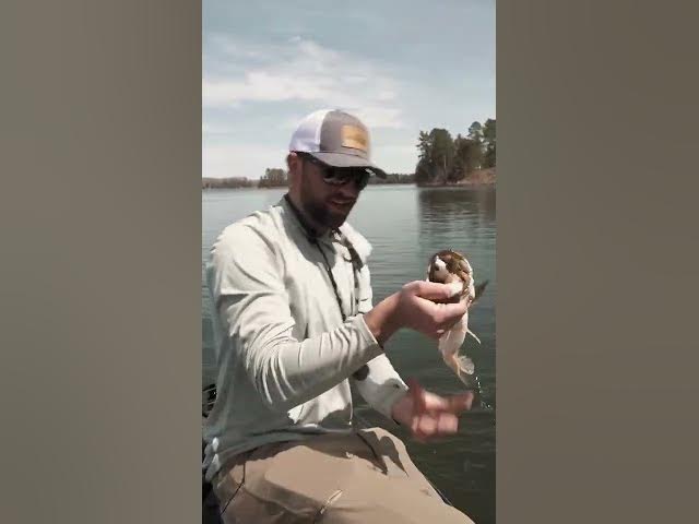 Video thumbnail for Safe to say, they like the @berkleyfishing Powerbait Chop Block.. 😳