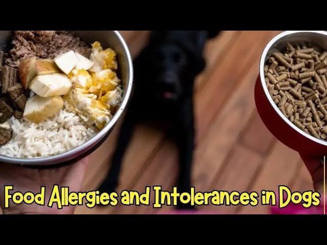 Food Allergies and Intolerances in Dogs