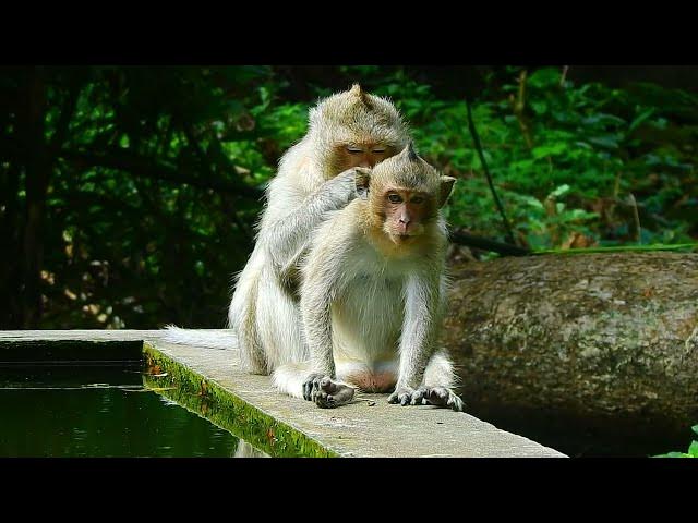 Video thumbnail for Monkey forest lifestyle#monkeysr #baby