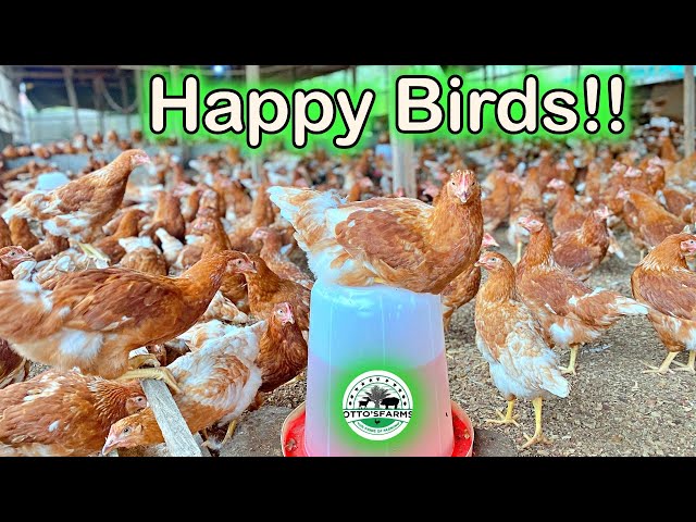 Video thumbnail for Progress After Debeaking: How Our Layers Are Thriving at Otto's Farms 🐔🌱