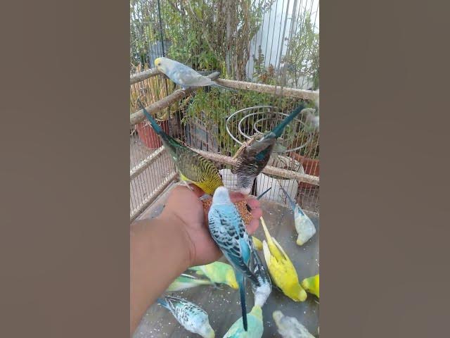 Video thumbnail for 💫 “Experimente 15 segundos… e continue 4 horas no paraíso sonoro 💚”