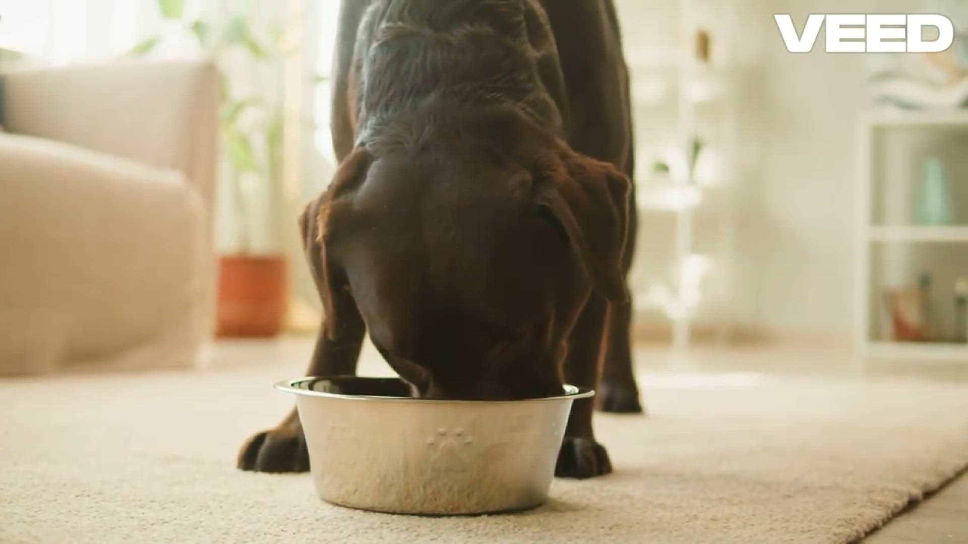 Video thumbnail for Lab Life_ Ultimate Meaty Food Guide