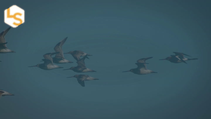 Video thumbnail for The Bird That Flies 7,500 Miles Without Stopping