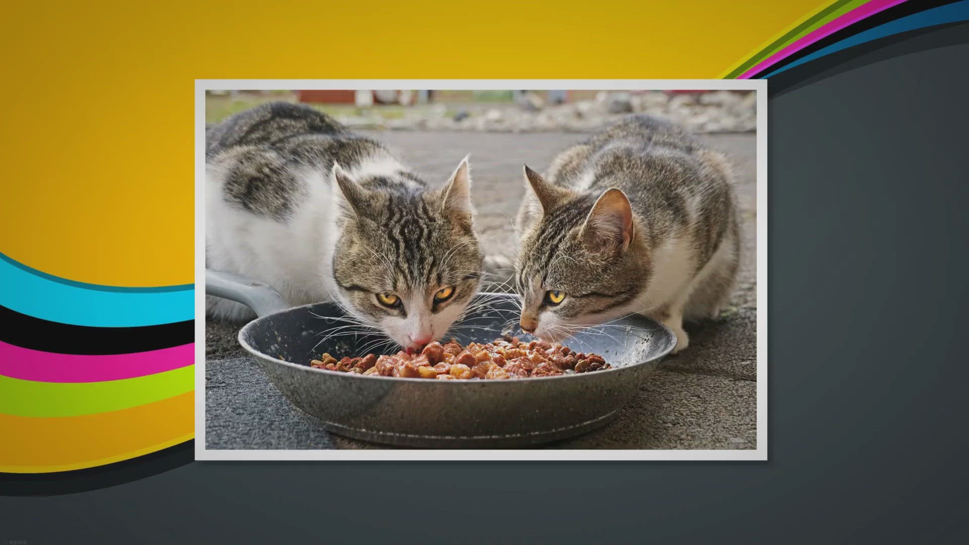 Video thumbnail for Why Does Cat Food Smell So Bad?