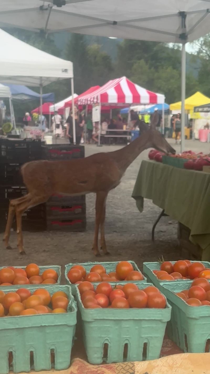 Video thumbnail for Curious Deer Steals Fresh Tomatoes at Busy Farmers Market