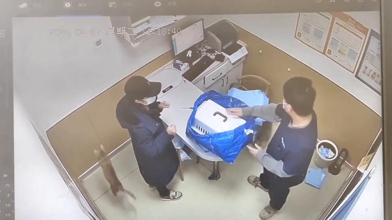 Video thumbnail for China: Chinese cat runs wildly during health check.