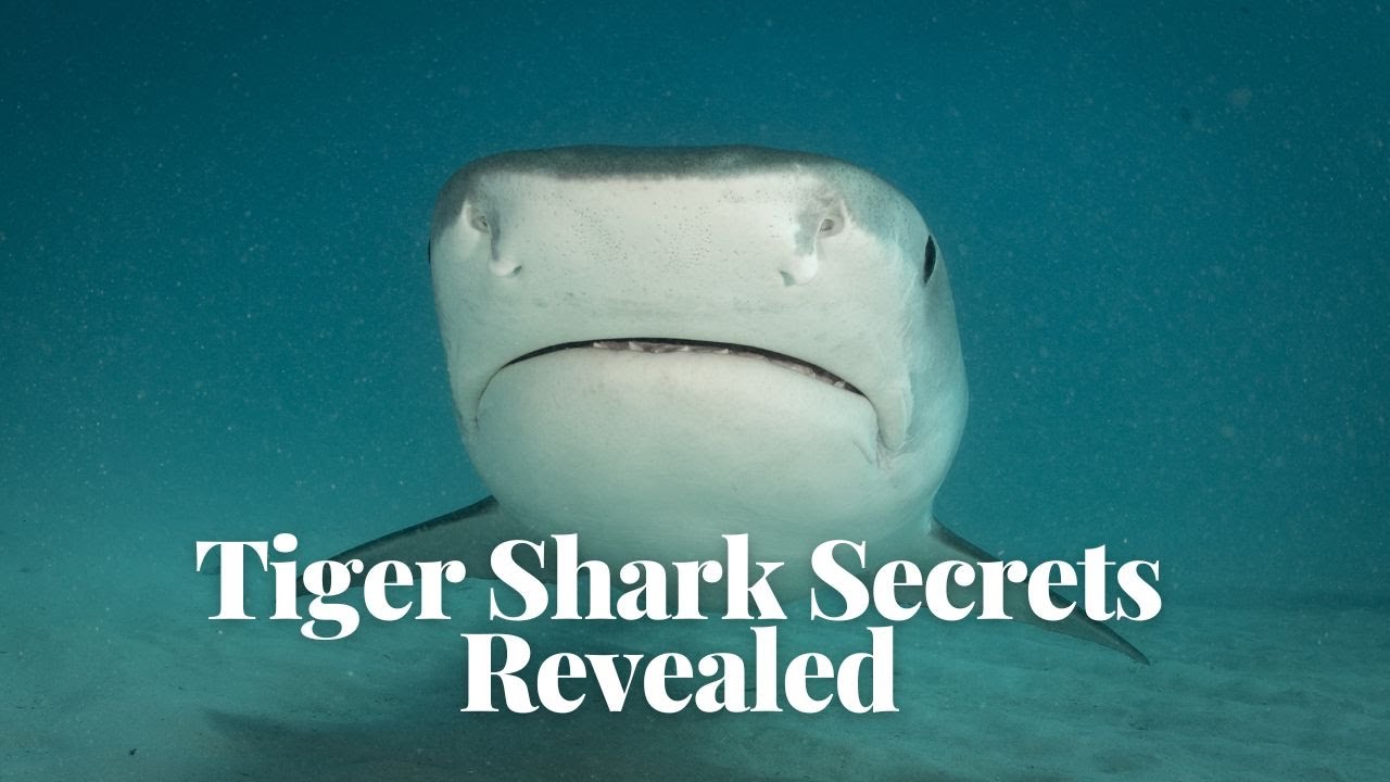 'Video thumbnail for Tiger Shark Secrets Revealed: Unlocking the Key to Their Fascinating Nature'