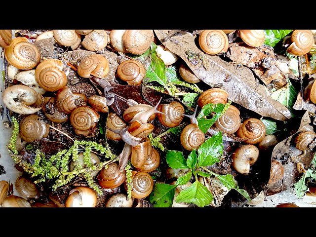🐌 Snail eat papaya with other red vegetable at night 🐌