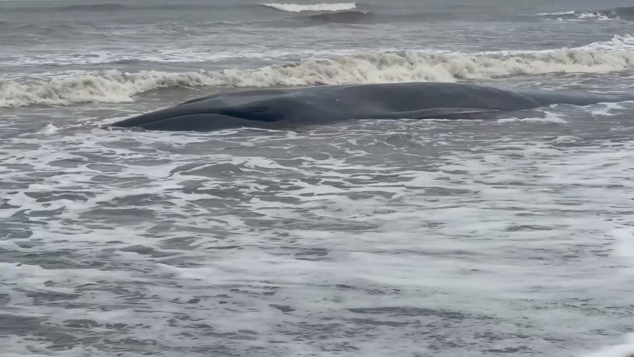 Video thumbnail for Japan: Weakened Whale Found Stranded on Chiba Beach, Second in Two Weeks.