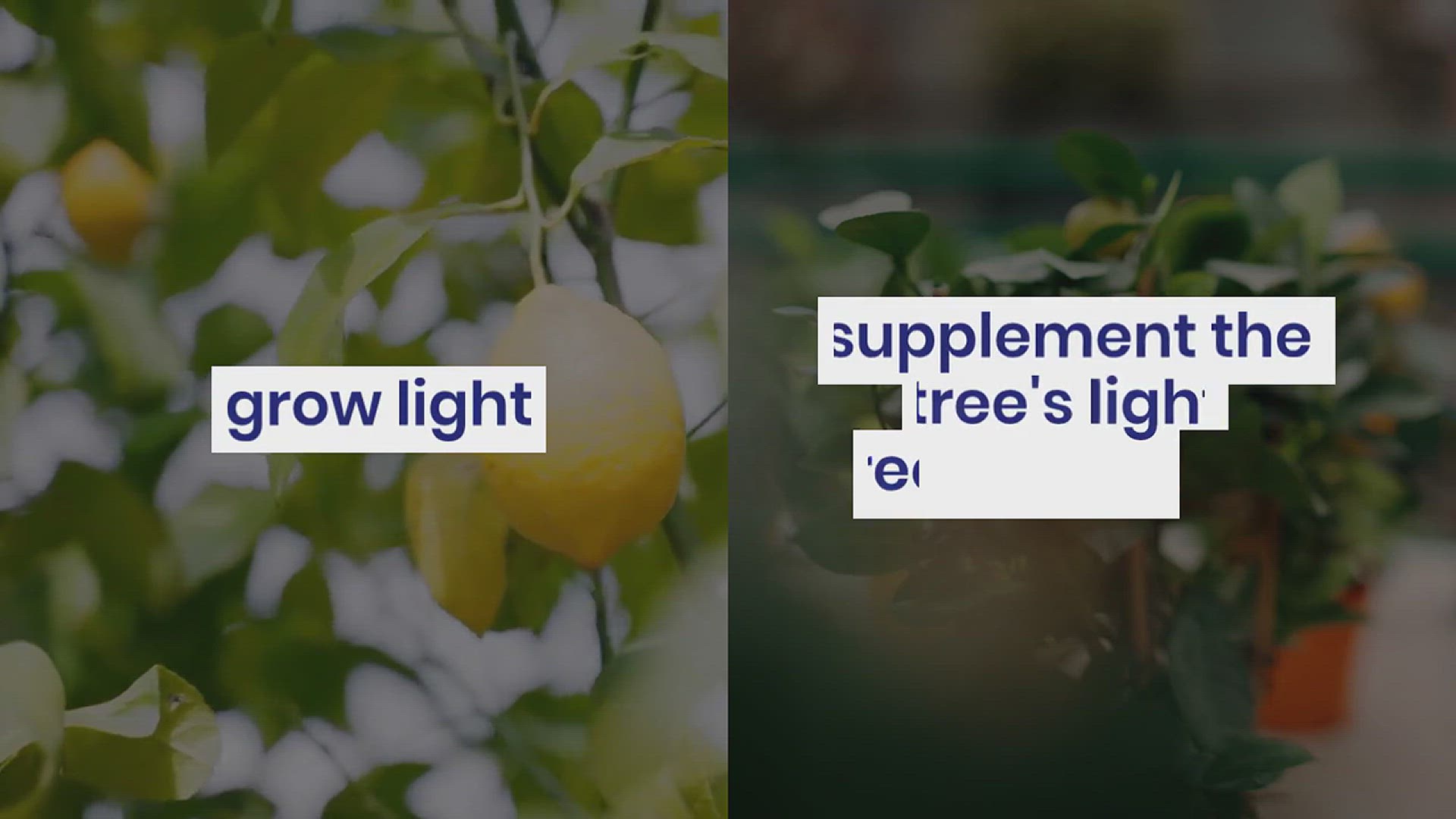 'Video thumbnail for Tips for Caring for Your Indoor Lemon Tree'