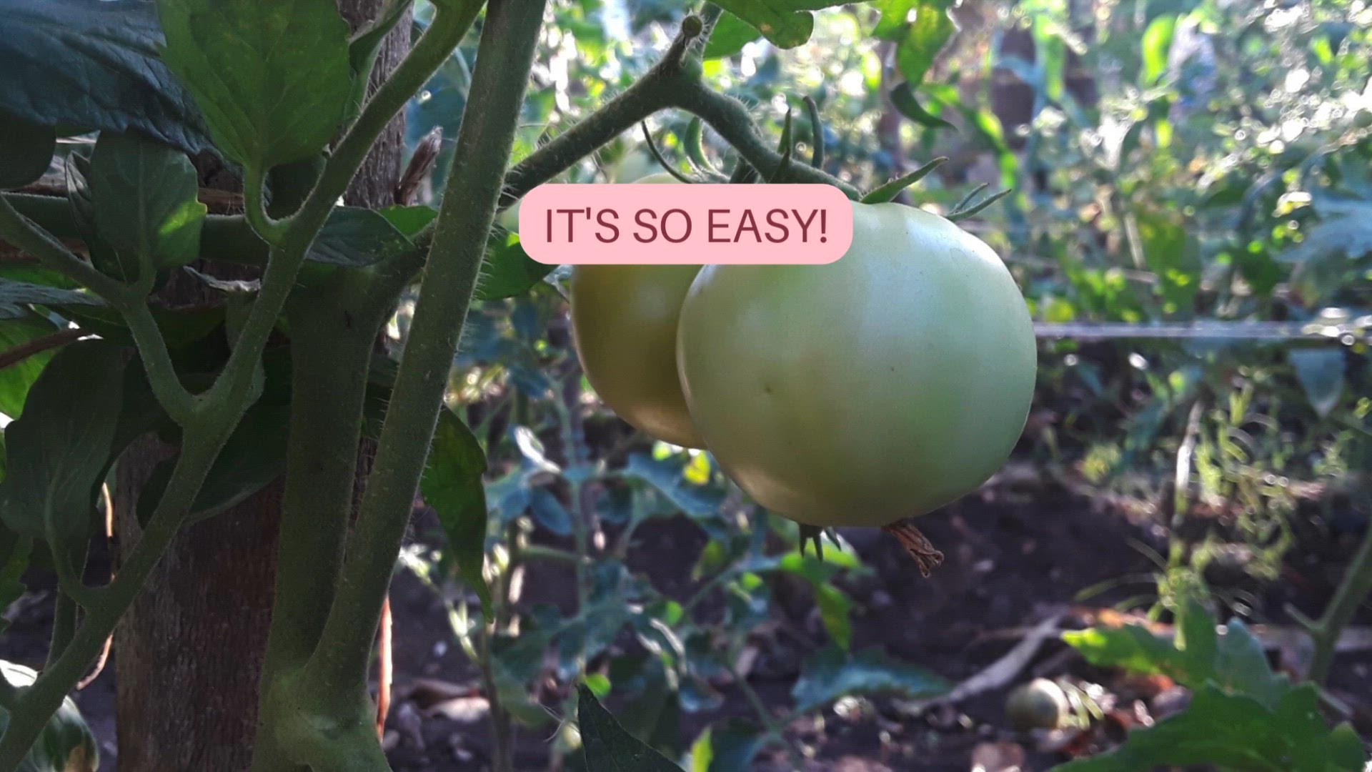 Video thumbnail for Growing tomatoes from seed in the garden 🍅