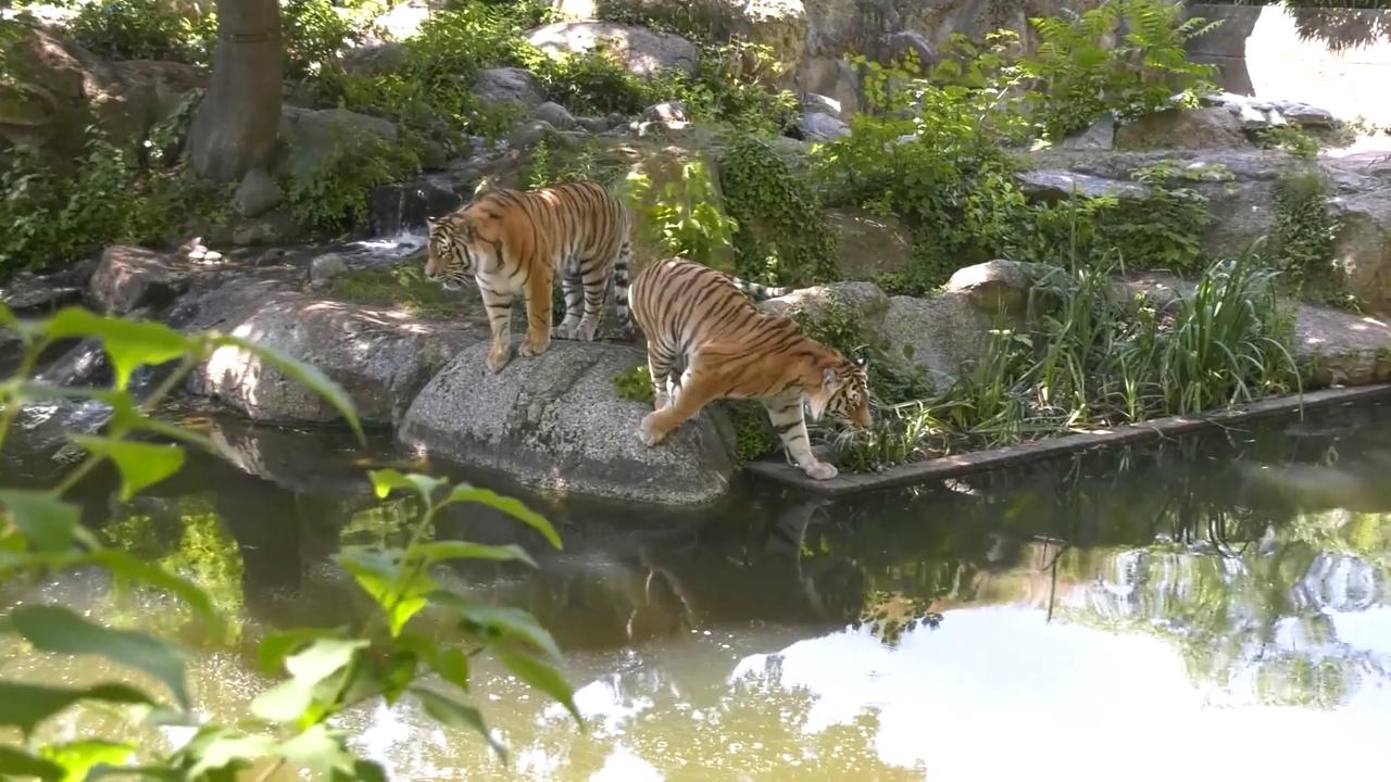 Video thumbnail for Germany: Berlin Zoo takes measure to cool animals in heatwave.