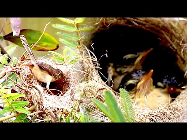 The baby's cuckoo sparrow eat food on nest now