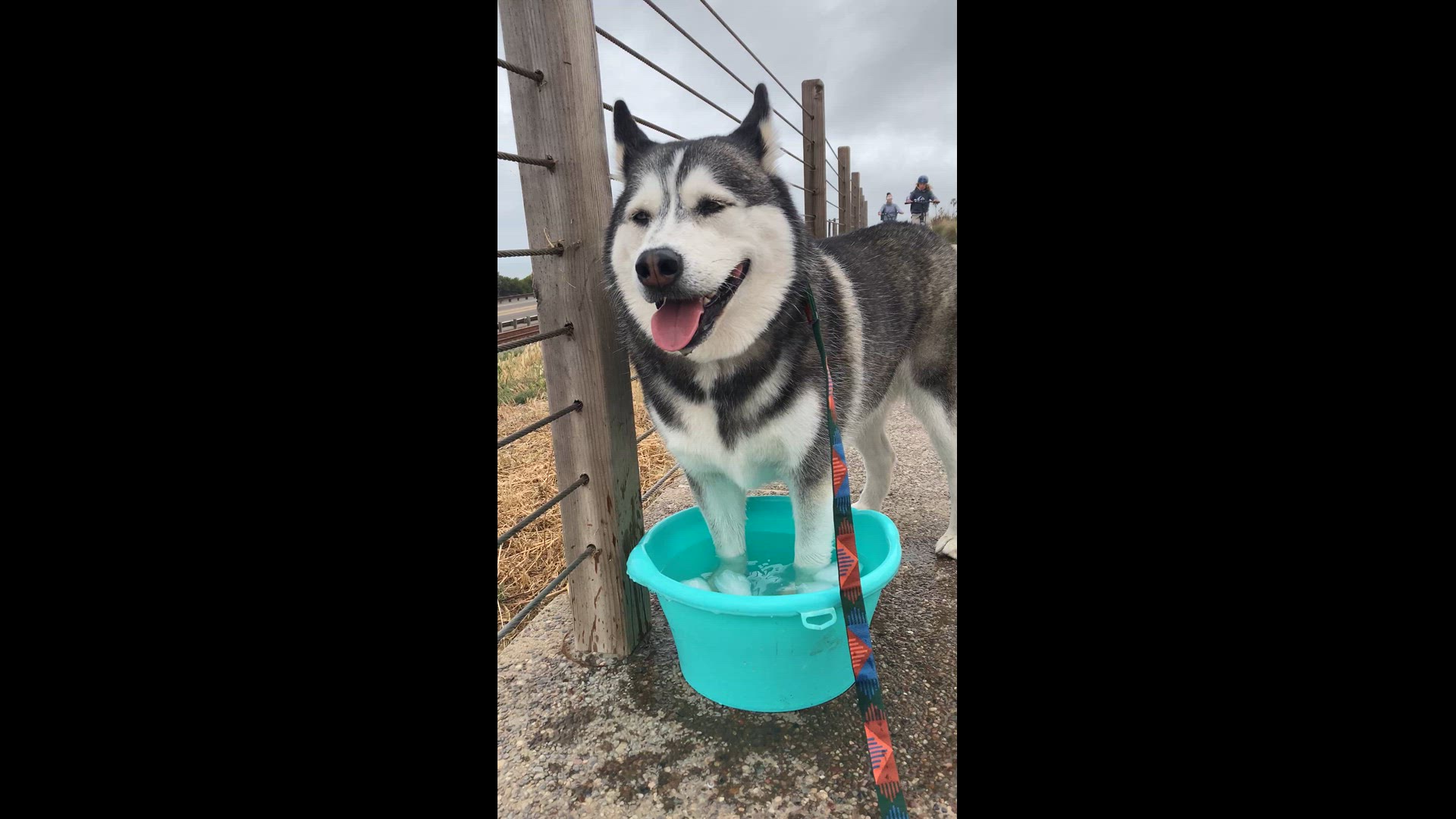 Video thumbnail for IMG_9784