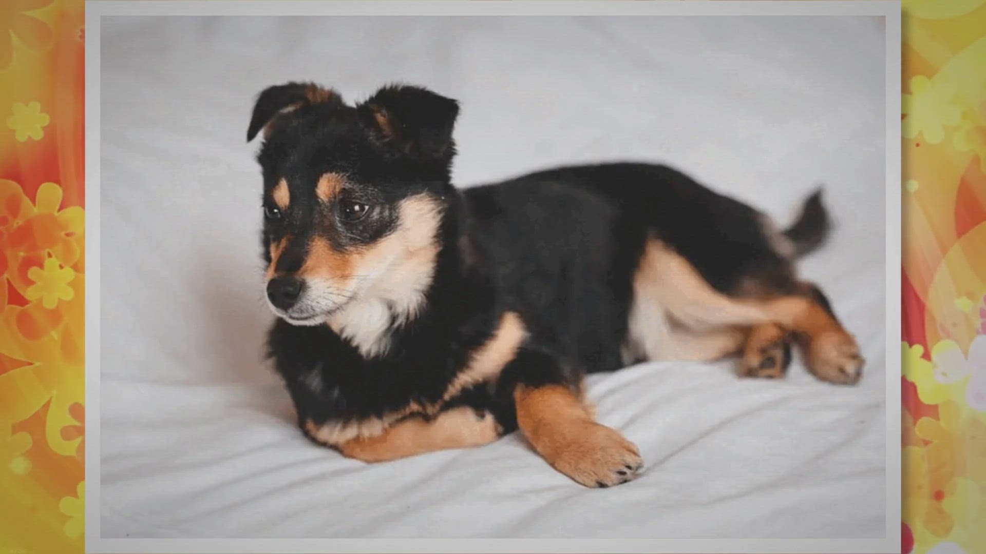 Video thumbnail for Jack Russell Rat Terrier Mix (Jack Rat) - Cross Breed Info