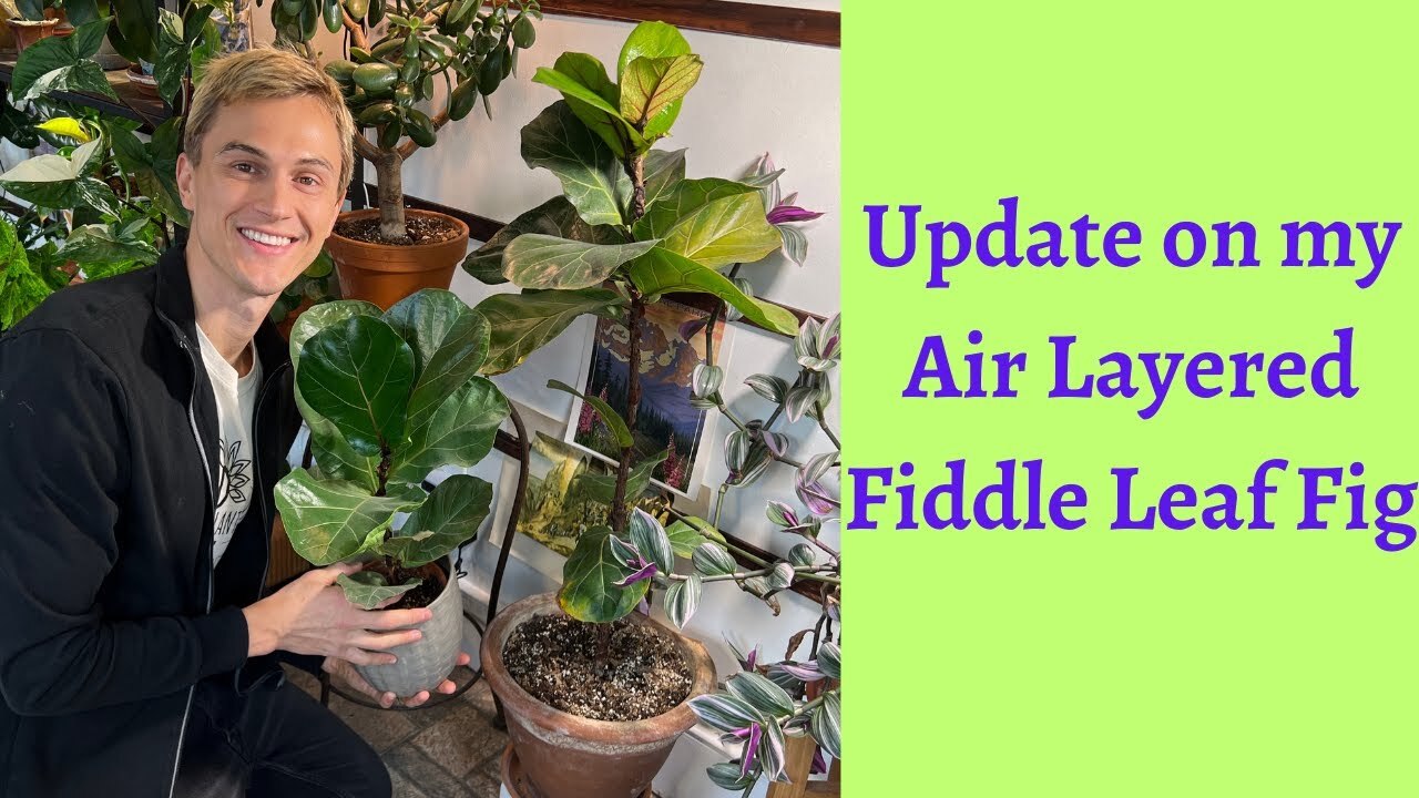 Video thumbnail for Air Layer Propagation Update - Fiddle Leaf Fig