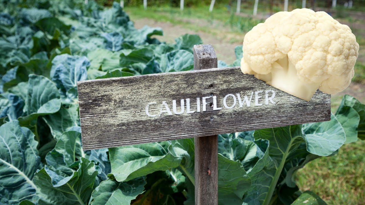 Video thumbnail for These Companion plants will make your Cauliflower Thrive