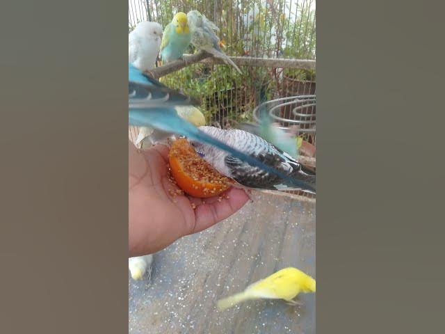 Video thumbnail for 🌺 “Um pedacinho da natureza — descubra 1h de relaxamento e cores 🌸”