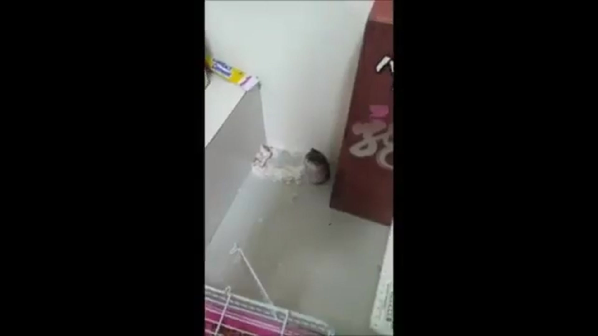 Video thumbnail for Animais jogando