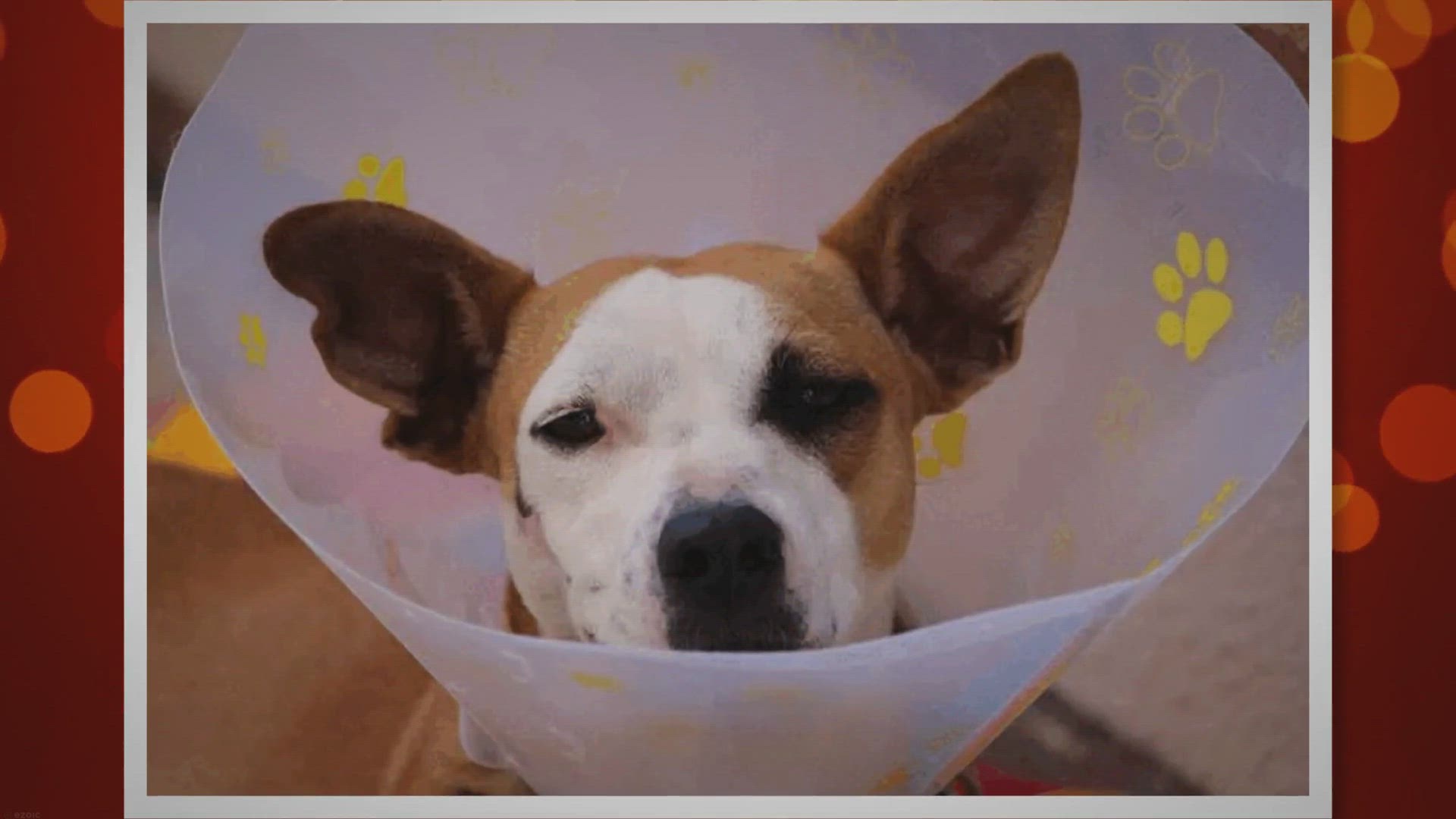 Video thumbnail for How Soon Can I Walk My Dog After Neutering? Timeline & Guide