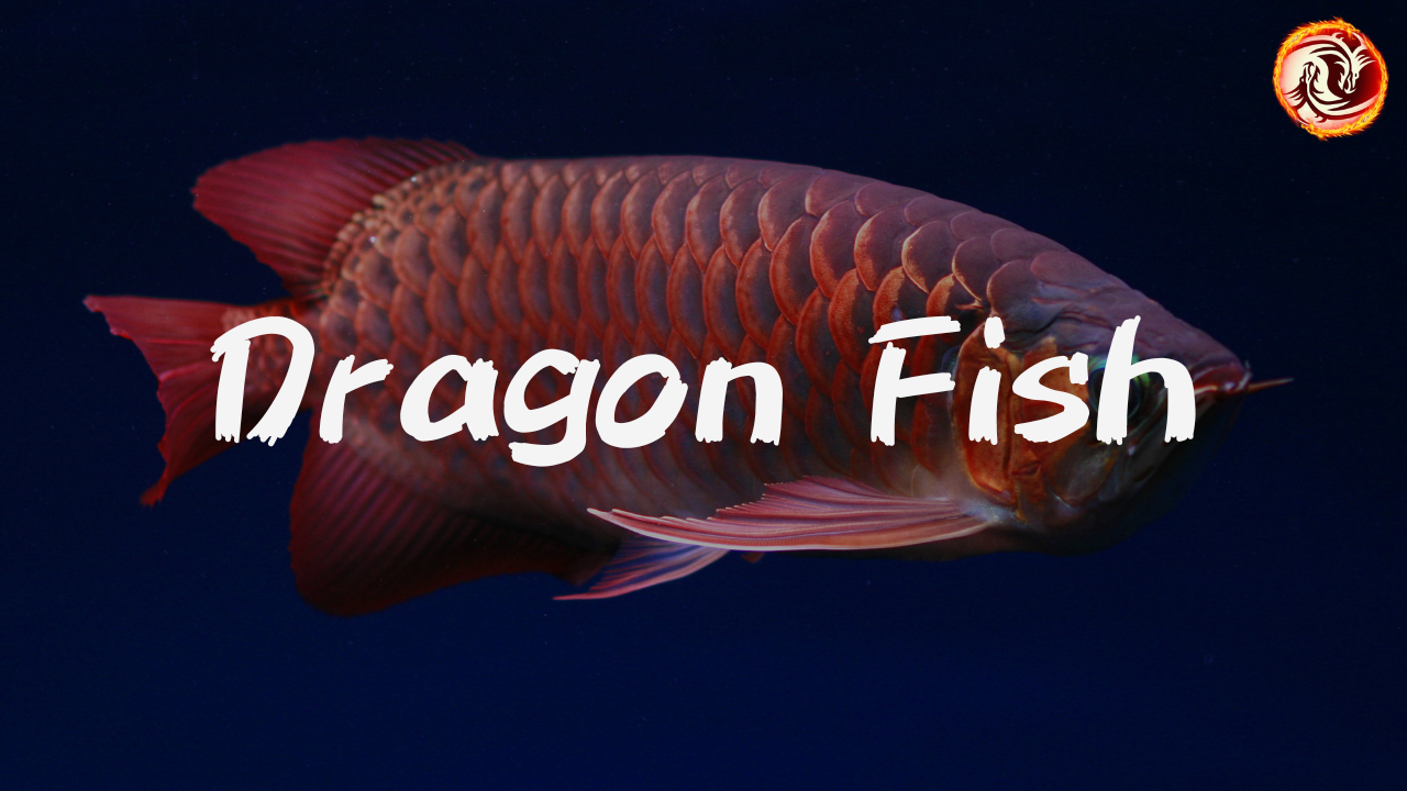 Video thumbnail for The Dragon Fish: Why the Arowana Is the World's Luckiest Fish