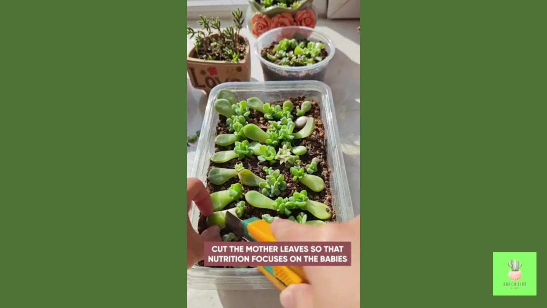 Video thumbnail for Grow Your Succulents Like a PRO!