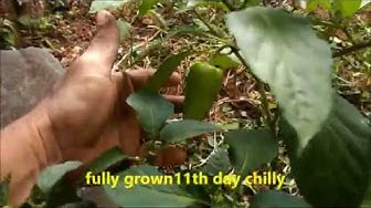 'Video thumbnail for Growing chilly pepper in home garden / Chilli pepper farming at home'
