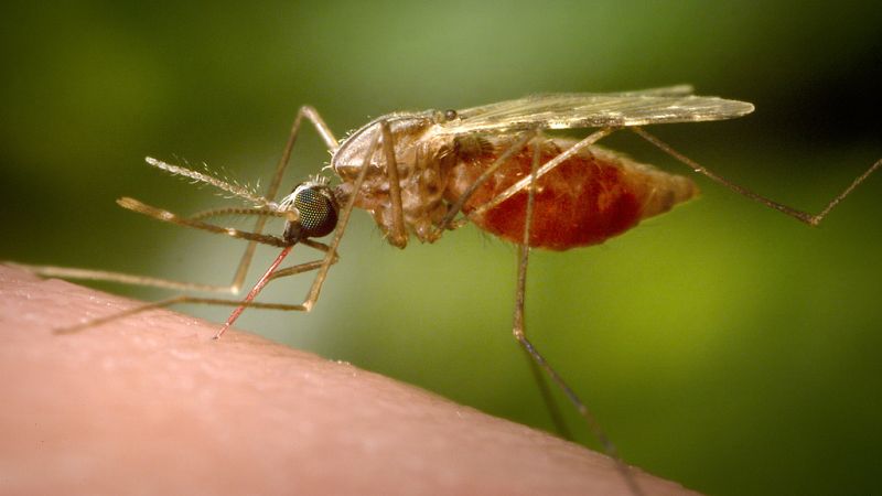 'Video thumbnail for China scrambles to contain Chikungunya outbreak'