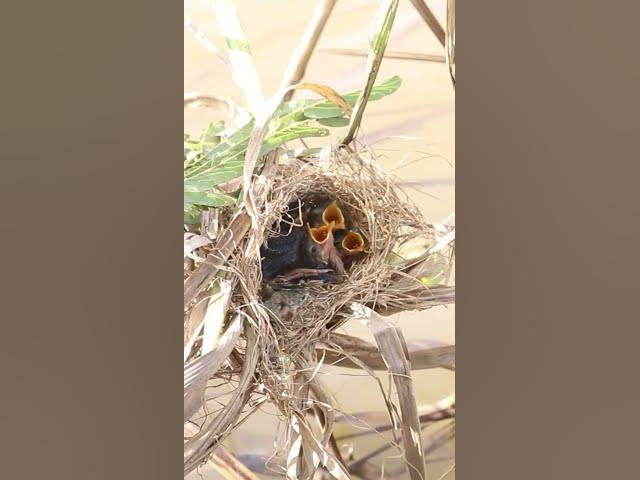 'Video thumbnail for Mother Bgrown bitd feeding EP#0836#birdslover #birdwatch #wildlife #nature #birds #A'