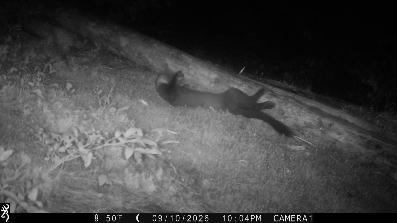 Video thumbnail for Marten Caught On Trail Cam Enjoying A Stretch And Roll