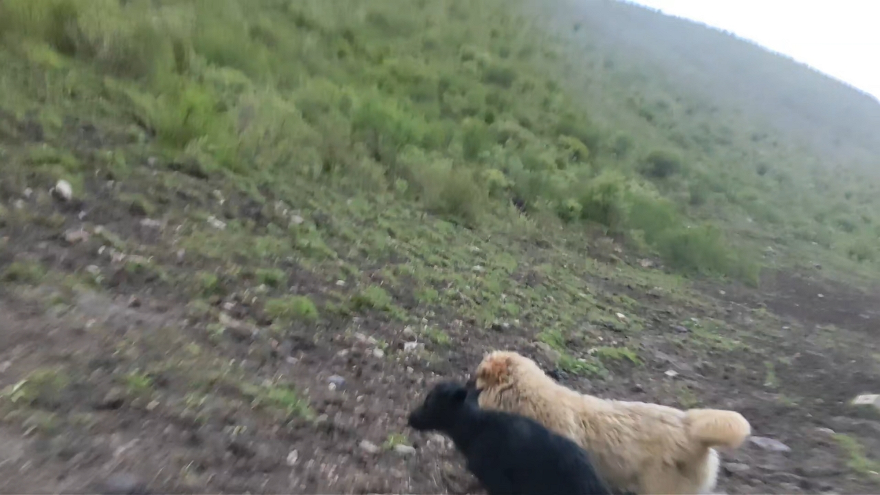 Video thumbnail for Yak Playfully Topples Calf in Sichuan