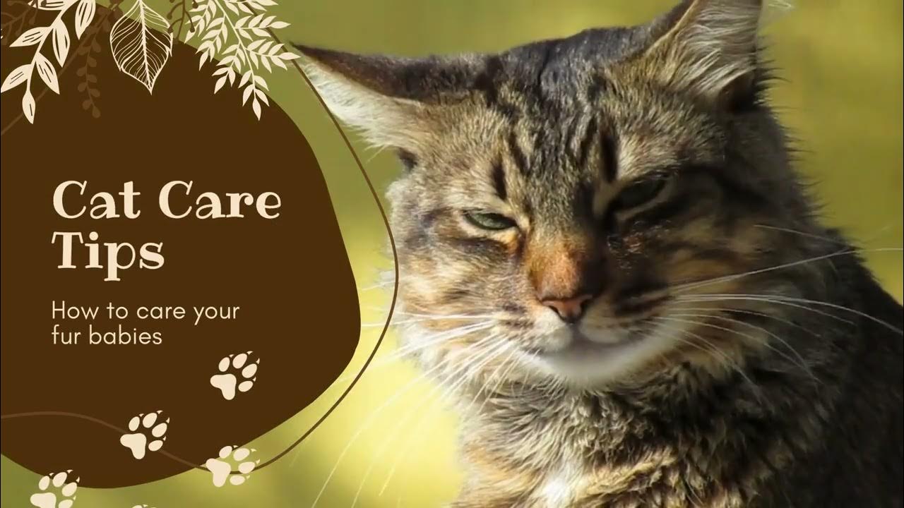 Video thumbnail for Embark on a journey to understand and care for our beloved pets