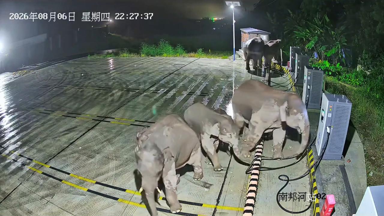 Video thumbnail for China: Elephant pushes over charging station after calf trips in China.