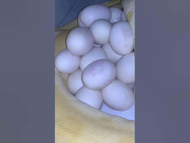 Video thumbnail for VIRAL SHORTS SHORTS Kpgsnakes, snake laying eggs, giant python laying eggs, python laying eggs