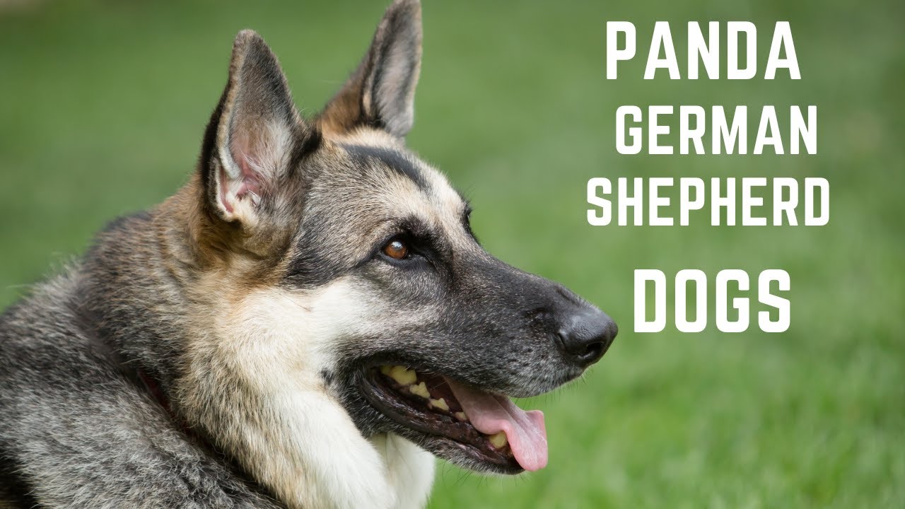 Video thumbnail for Panda German shepherd Dogs everything you need to know.