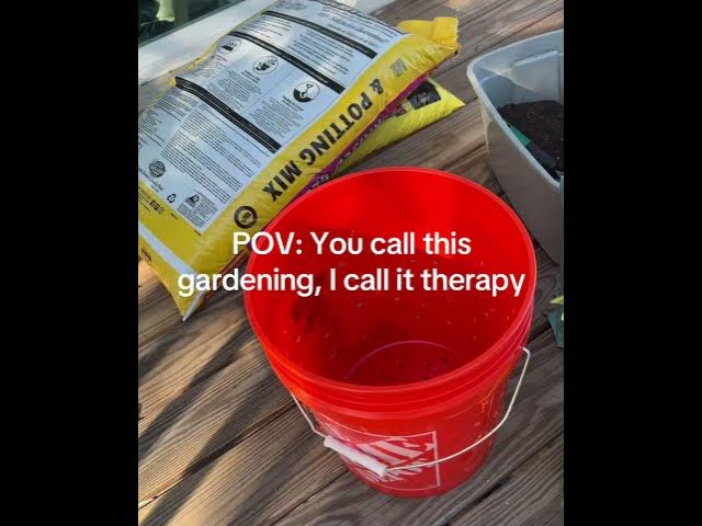 Video thumbnail for How to repot potatoes safely idk but we’ll see soon #beginnergardening #garden