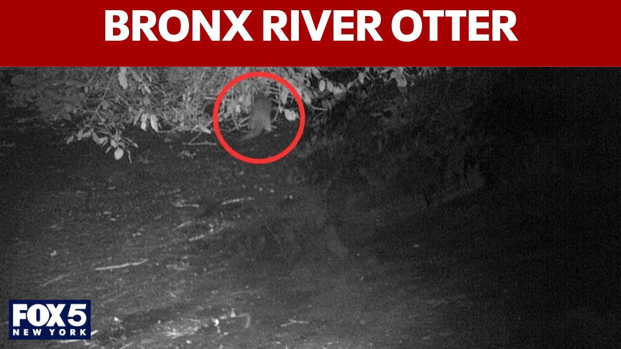 Video thumbnail for Wild river otter spotted in Bronx for 1st time in 100 years