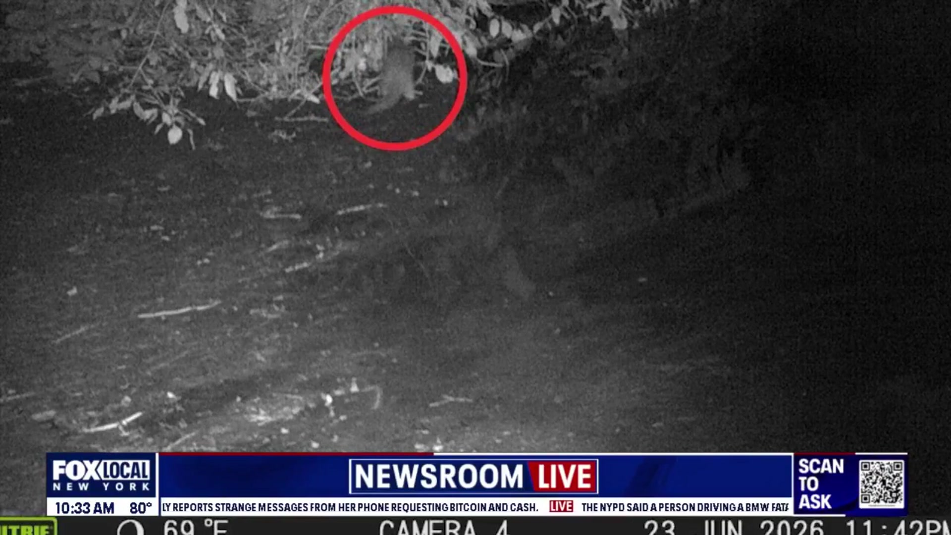 Video thumbnail for Wild river otter spotted in Bronx for 1st time in 100 years
