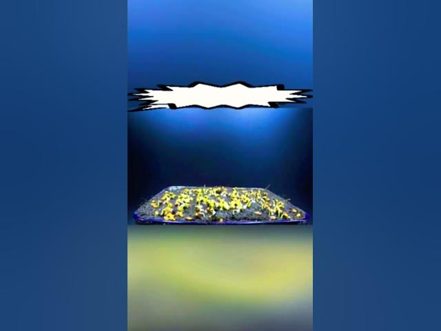 Video thumbnail for Plants time lapse. #plants #timelapse