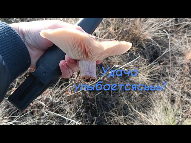 Video thumbnail for Грибники с результатом