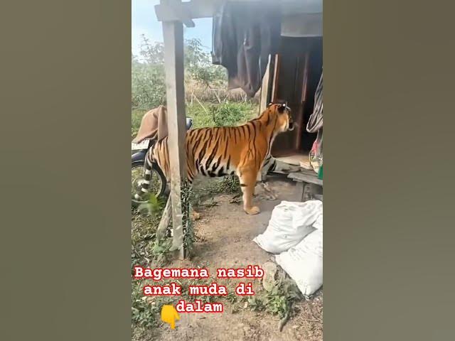 Video thumbnail for grandmother's tiger charmer