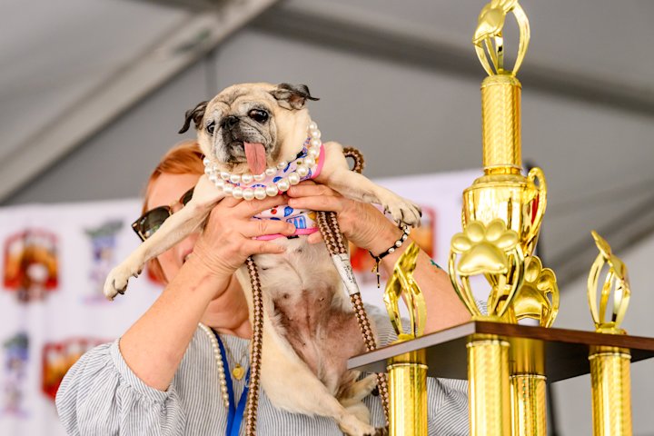 Video thumbnail for World’s Ugliest Dog contest names  6-year-old rescue pug as 2026 winner
