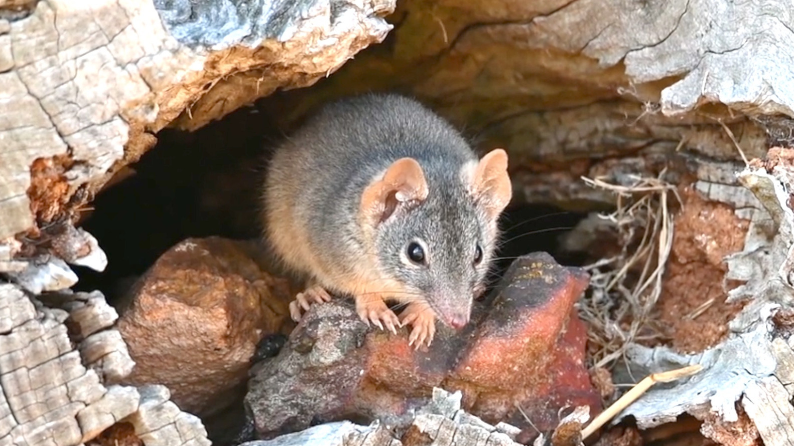 Video thumbnail for Meet the antechinus: a marsupial that sacrifices sleep to mate