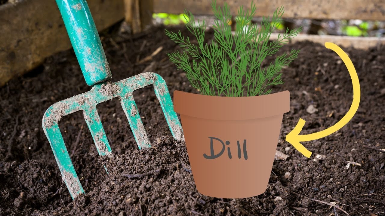 Video thumbnail for Grow the Perfect Garden: Uncover the Secrets of Companion Planting with Dill!