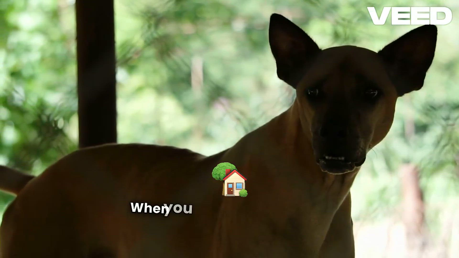 'Video thumbnail for America's Favorite Pet'