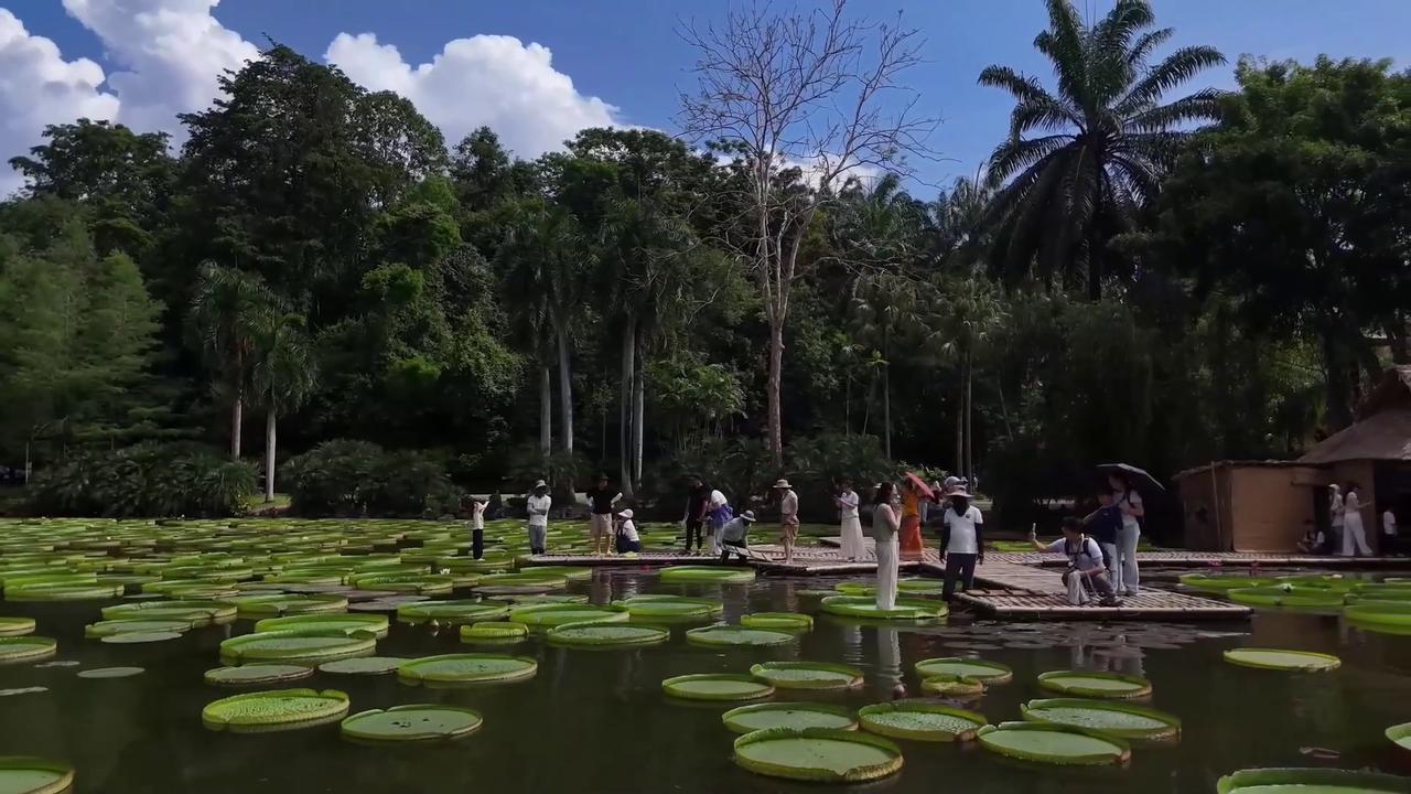 Video thumbnail for China: China's rainforest botanical garden fosters tropical ecology research, biodiversity cooperation.